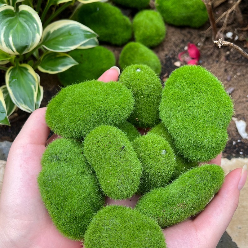 5/30pcs Simulation Moss Stone  - Bonsai Rock Garden 评论和价格
